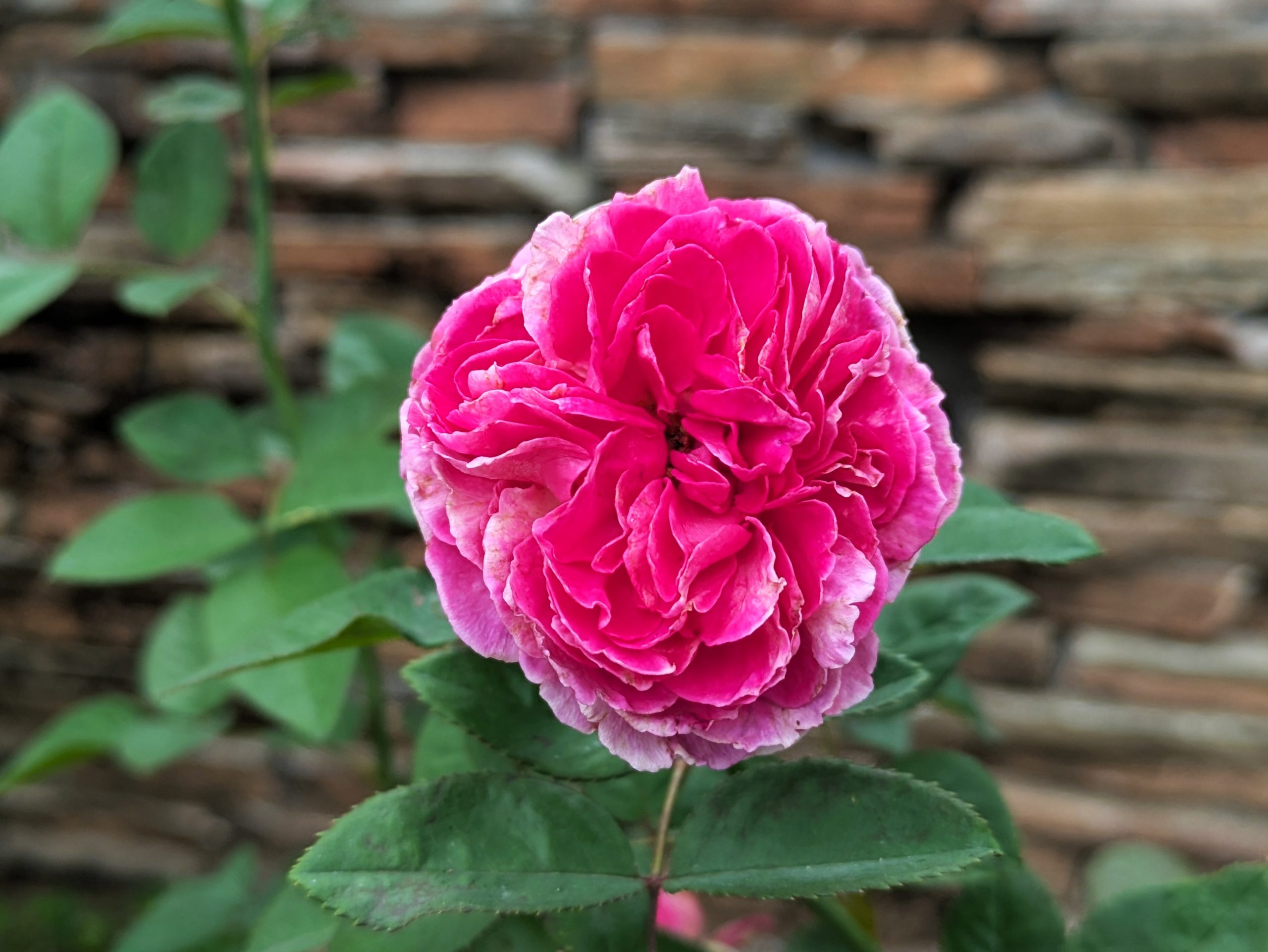 🌟冬時間営業のお知らせ&秋バラ咲きました🌹