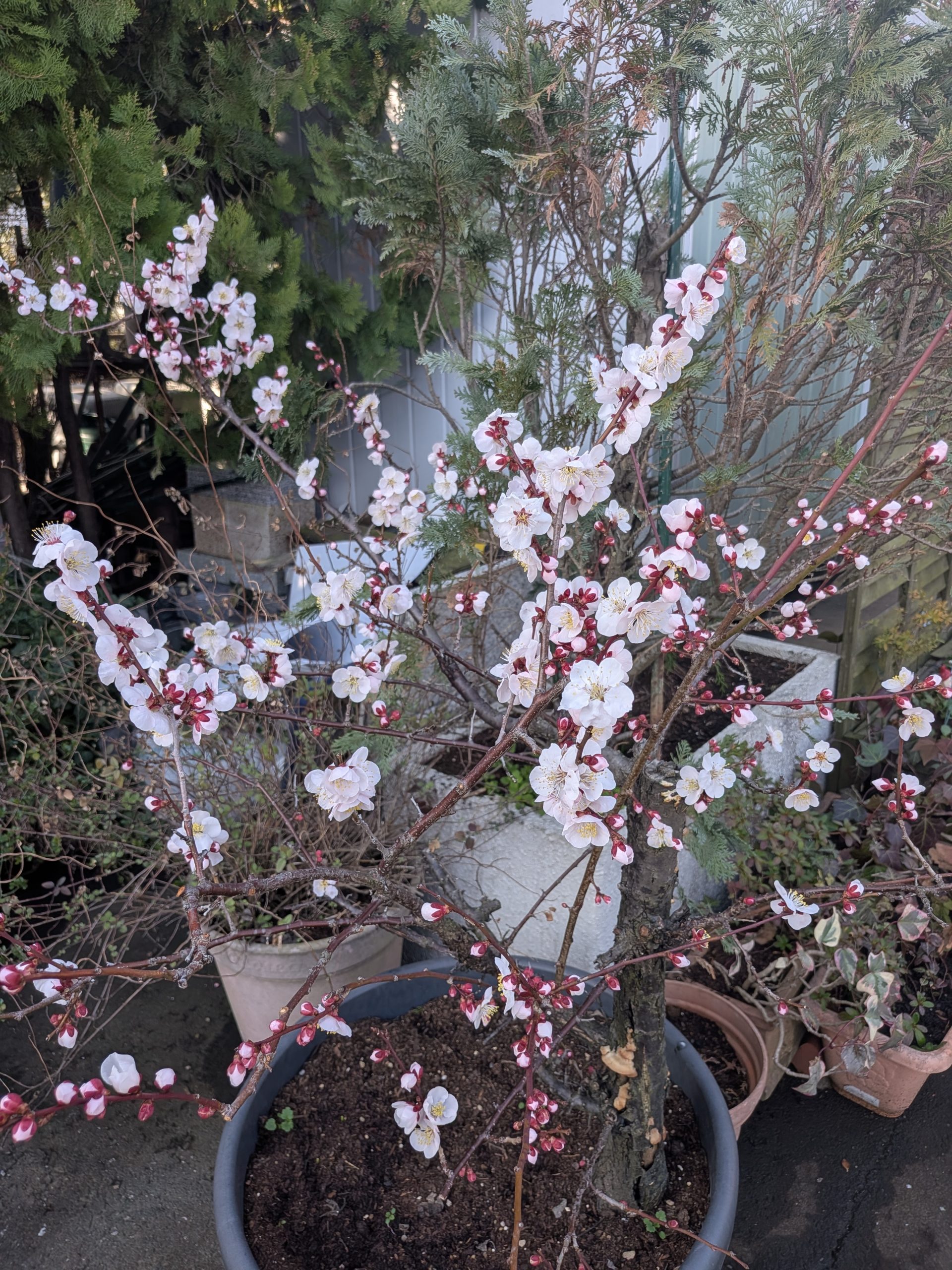🌸3月のお知らせ🌸