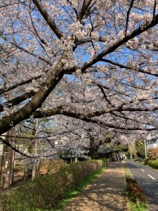 お花見✨日和です🌞