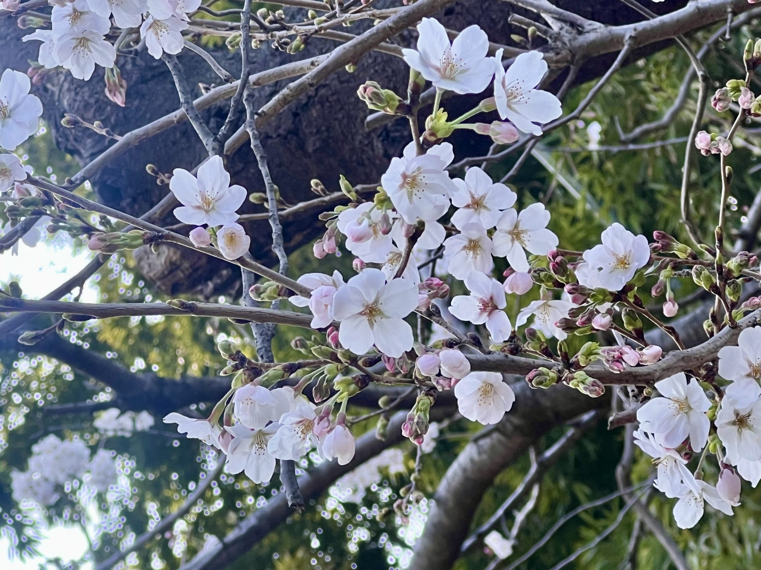 🌸🍡4月の定休日のお知らせ🍡🌸