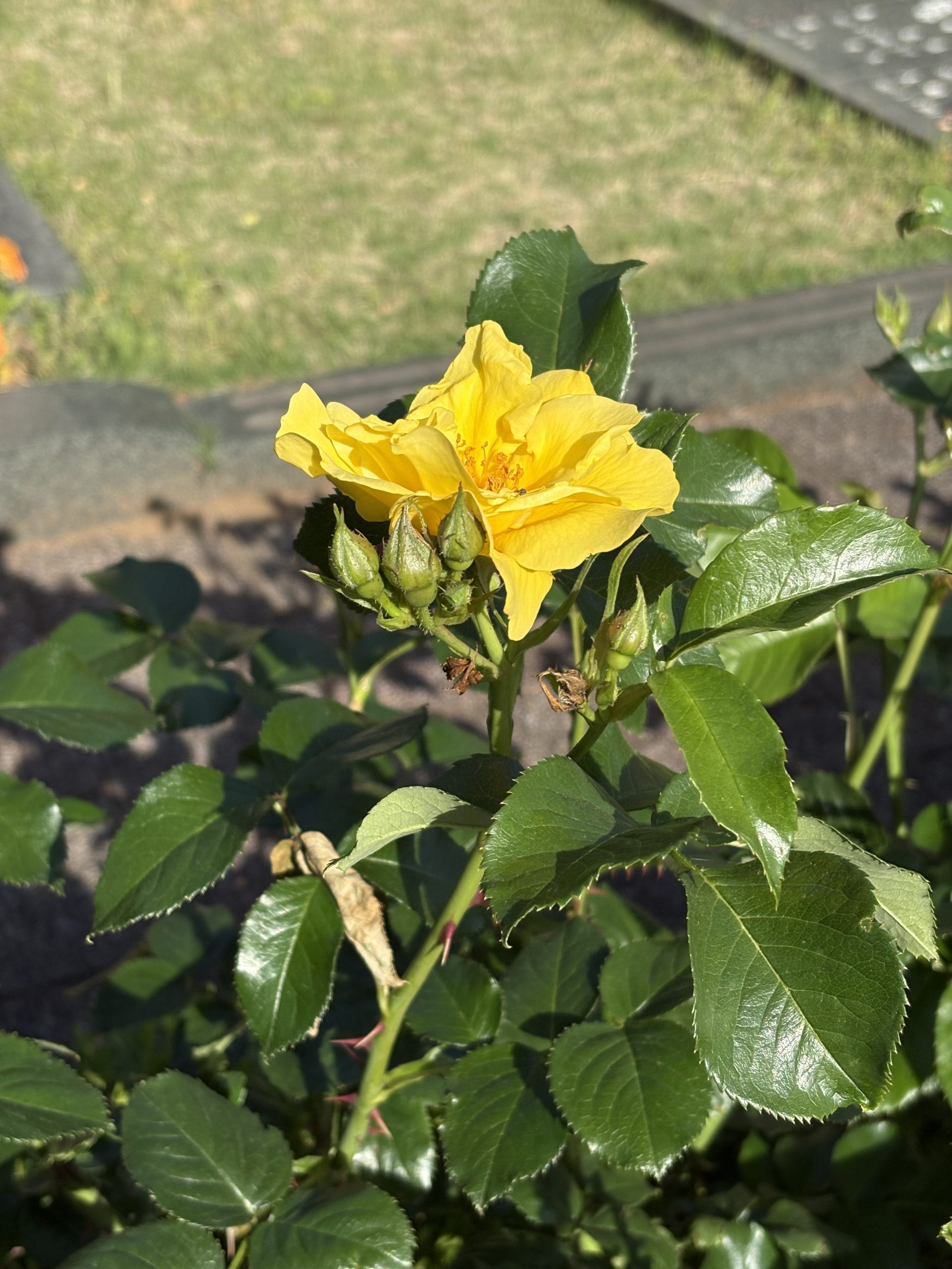 🌹5月のお知らせ🌹