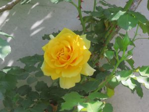 🎏5月の定休日のお知らせ＆バラの開花状況🌹