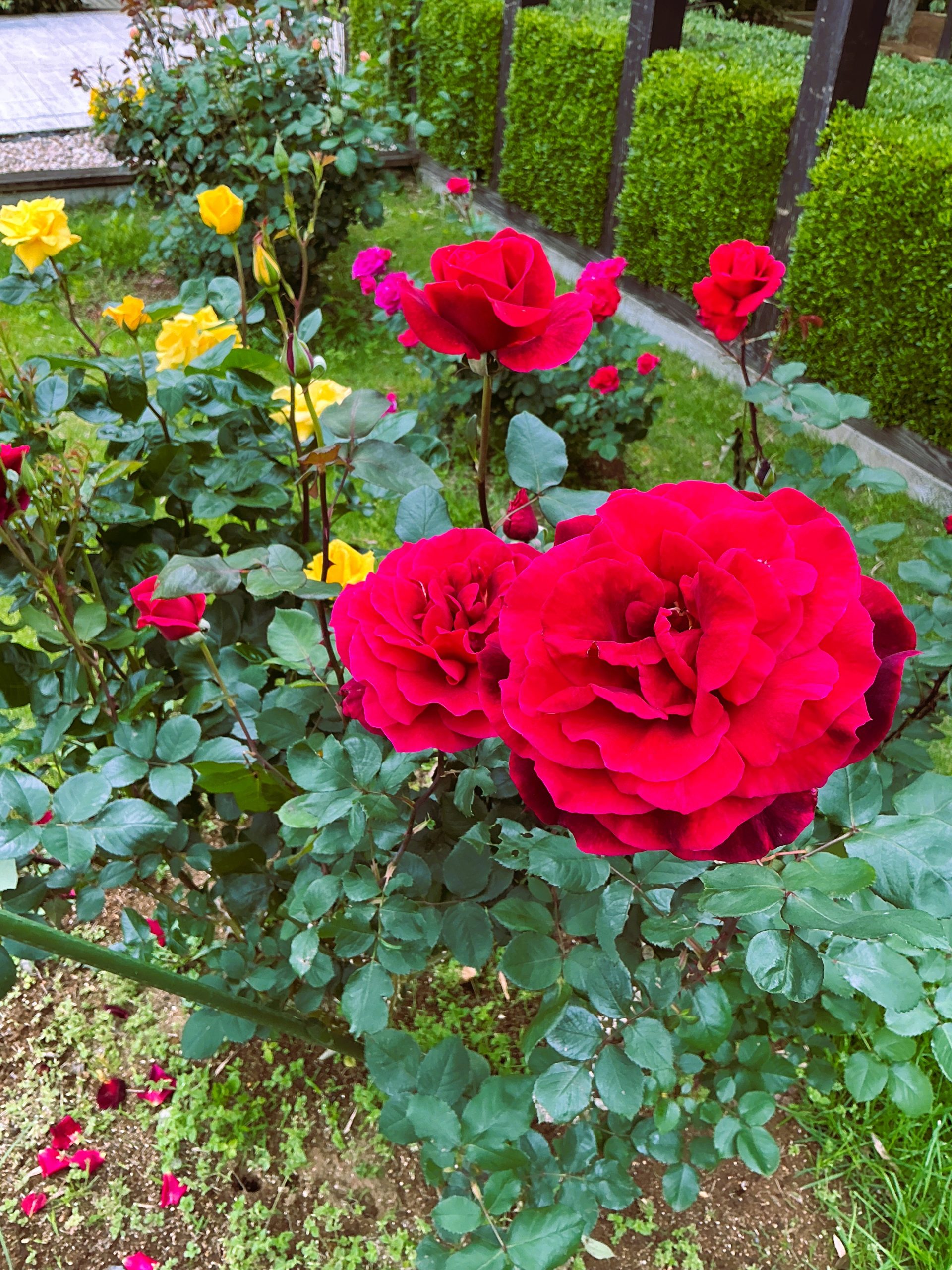 🌹バラが彩り豊かに咲いております🌹