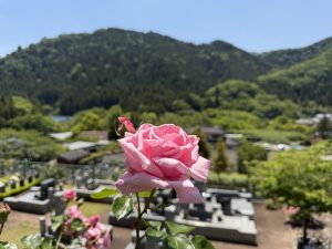 🌹まもなく満開です🌹