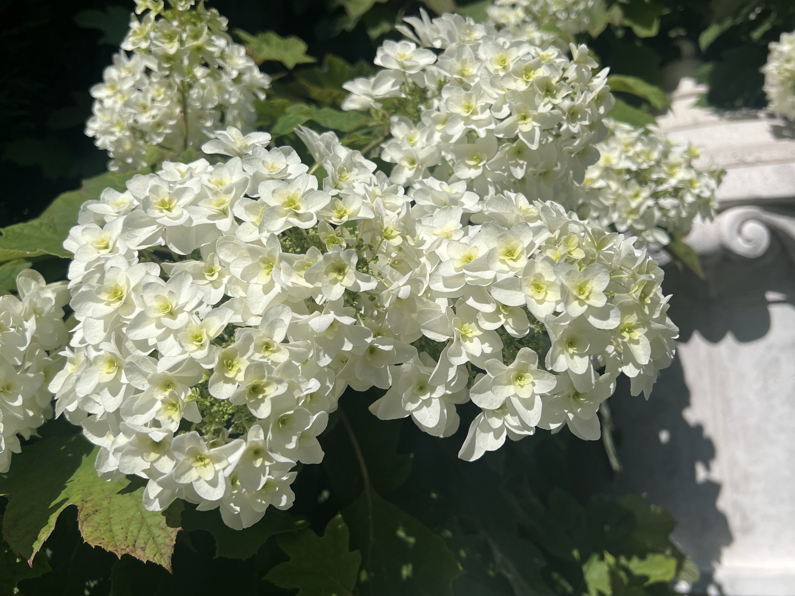 ☔６月の定休日のお知らせ🥀