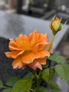 🌺9月の定休日のお知らせ🌺