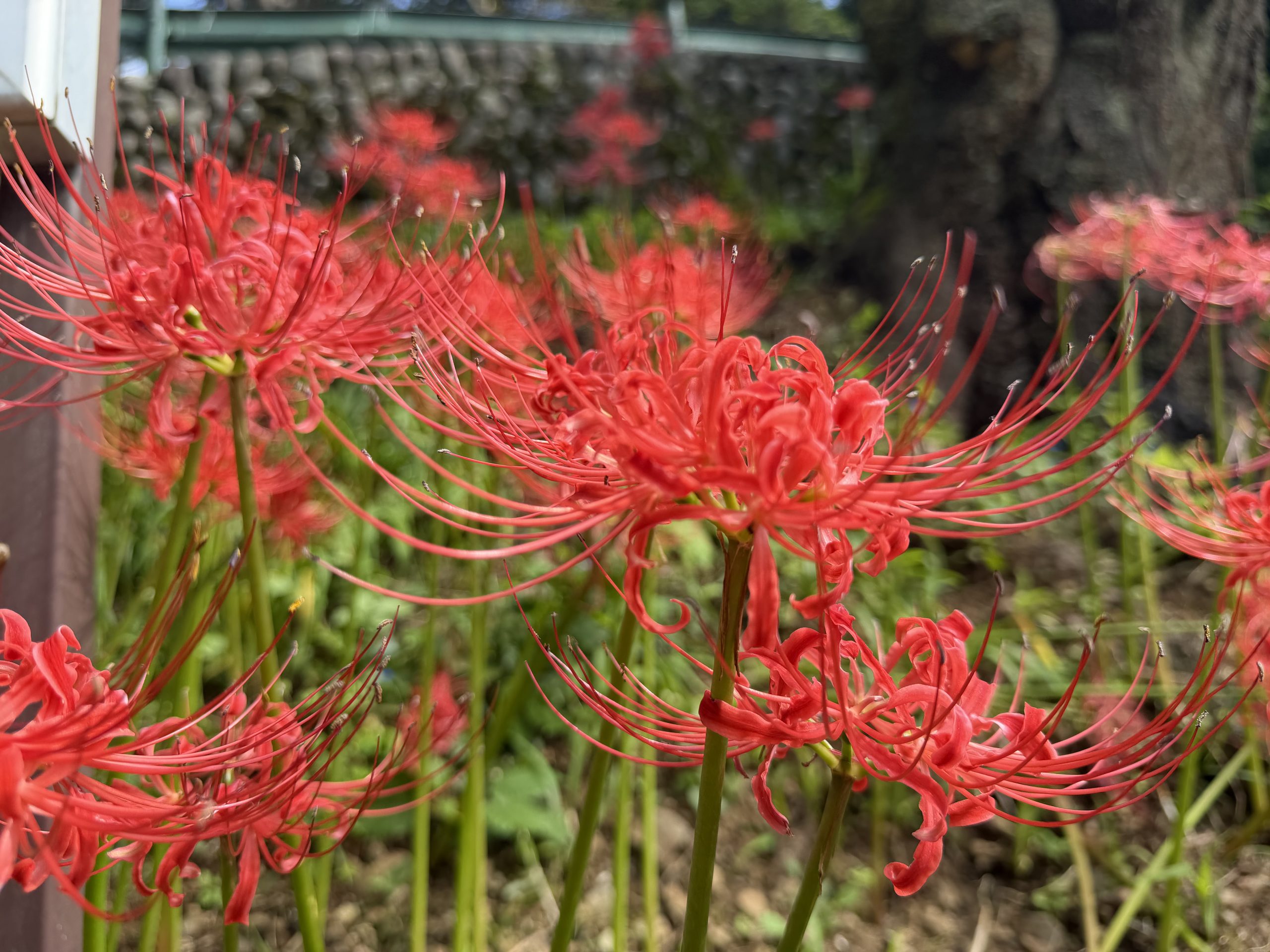 お彼岸